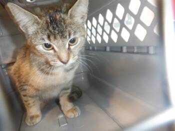 Rescue Domestic Short Hair Cats for Adoption in San Jose, California - ALLY | PetCurious