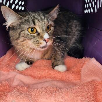 Rescue Domestic Medium Hair Cats for Adoption in Lawrenceville, Georgia - If-01 | PetCurious