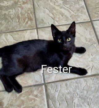 Rescue Domestic Short Hair Cats for Adoption in Arlington, Texas - Fester | PetCurious
