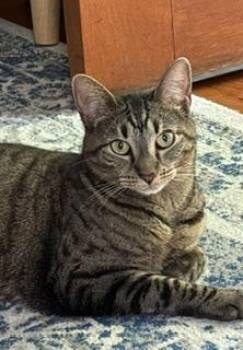 Breakfast Quiche -  Domestic Short Hair Cat for Adoption in Sterling, Virginia - Breakfast Quiche | PetCurious