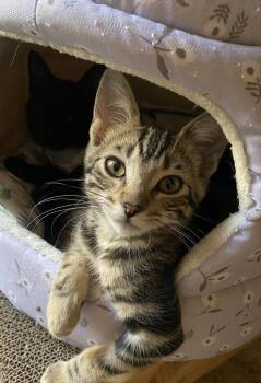 Emma 2 -  Domestic Short Hair Cat for Adoption in Tucson, Arizona - Emma 2 | PetCurious