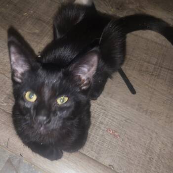 Rescue Domestic Short Hair Cats for Adoption in Arizona City, Arizona - Ace | PetCurious