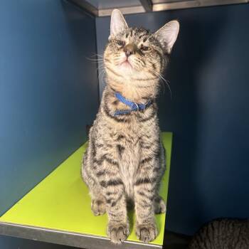 Marty -  Domestic Short Hair Cat for Adoption in San Antonio, Texas - Marty | PetCurious