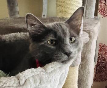 Asher -  Domestic Short Hair Cat for Adoption in Lincoln, Nebraska - Asher | PetCurious
