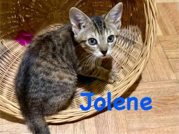Jolene -  Domestic Short Hair Cat for Adoption in Ocala, Florida - Jolene | PetCurious