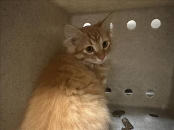 Rescue Domestic Short Hair Cats for Adoption in Santa Fe, New Mexico - COPPER | PetCurious