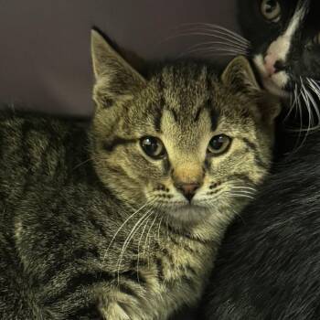 Will Schuester -  Domestic Short Hair Cat for Adoption in West Olive, Michigan - Will Schuester | PetCurious