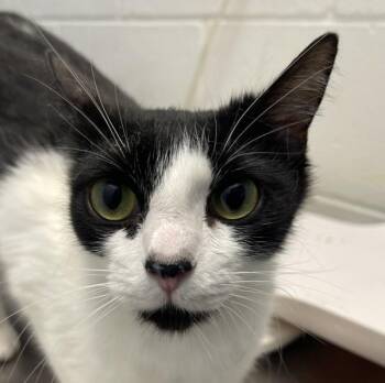 Freya -  Domestic Short Hair Cat for Adoption in Golden, Colorado - Freya | PetCurious