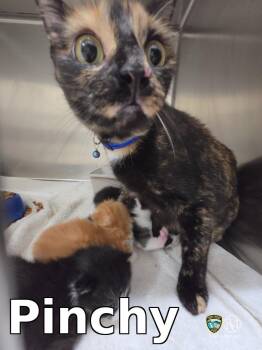 Pinchy -  Domestic Short Hair Cat for Adoption in Rocky Mount, North Carolina - Pinchy | PetCurious