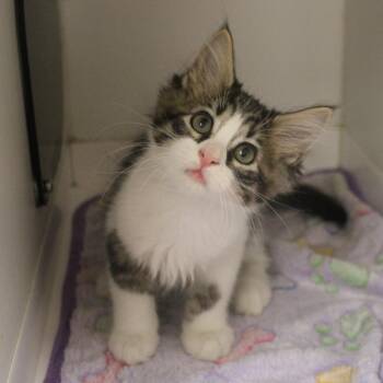 Lighting -  Domestic Short Hair Cat for Adoption in Champaign, Illinois - Lighting | PetCurious