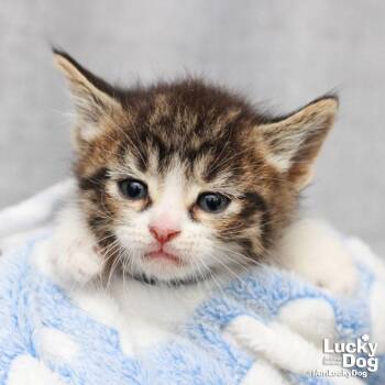 Domestic Short Hair Cats Available for Adoption in Washington, District Of Columbia - Finley | PetCurious