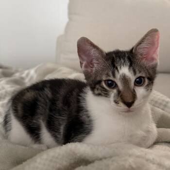 Joey -  Domestic Short Hair Cat for Adoption in NEW PT RICHEY, Florida - Joey | PetCurious