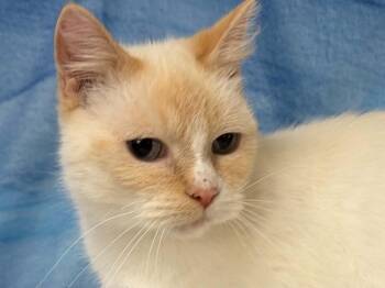 Snow White -  Siamese and Domestic Short Hair Cat for Adoption in Republic, Washington - Snow White | PetCurious