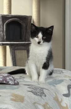 Domestic Short Hair Cats Available for Adoption in Plainfield, Illinois - Charlie Chaplin | PetCurious