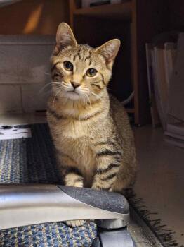Domestic Short Hair and Tabby Cats Available for Adoption in Livonia, Michigan - C268 Litter Hannibal | PetCurious