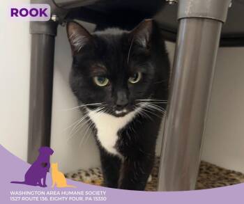 Rescue Domestic Short Hair Cats for Adoption in Eighty Four, Pennsylvania - Rook | PetCurious