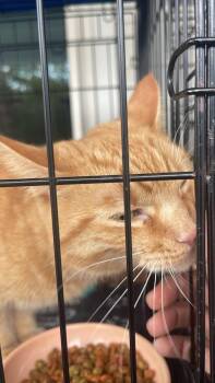 Rescue Tabby Cats for Adoption in Denver, North Carolina - Clementine | PetCurious