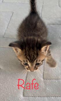 Rafe -  Tabby Cat Available for Adoption in Snyder, Texas - Rafe | PetCurious