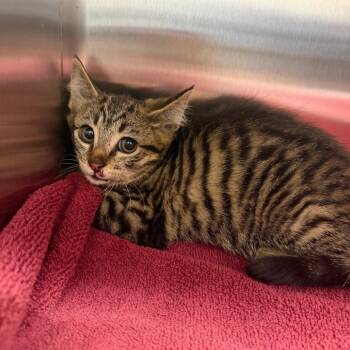 Ribeye -  Domestic Medium Hair Cat for Adoption in Morganton, North Carolina - Ribeye | PetCurious
