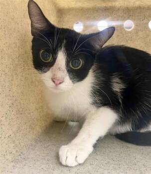 JULIETTA -  Domestic Short Hair Cat for Adoption in Tallahassee, Florida - JULIETTA | PetCurious