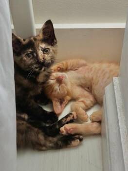 Lyra -  Domestic Short Hair Cat for Adoption in Emerald Isle, North Carolina - Lyra | PetCurious
