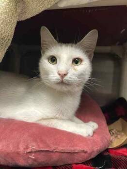 Rescue Domestic Short Hair Cats for Adoption in Munster, Indiana - Claus | PetCurious