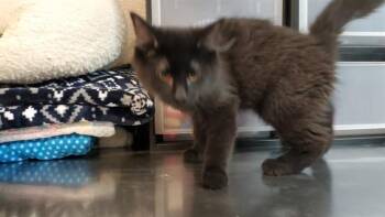CLOVER -  Domestic Short Hair Cat for Adoption in Aurora, Illinois - CLOVER | PetCurious