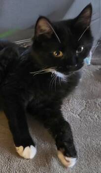 Basil -  Domestic Long Hair Cat for Adoption in Attleboro, Massachusetts - Basil | PetCurious