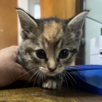 Rescue Domestic Short Hair Cats for Adoption in Troy, Illinois - Pumpkin | PetCurious