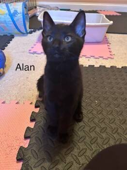 Rescue Domestic Short Hair Cats for Adoption in Hagerstown, Maryland - ALAN | PetCurious