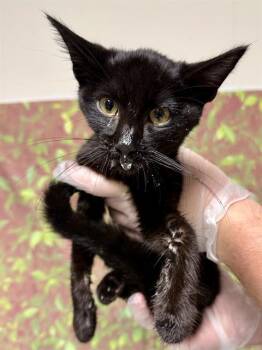 TEWKESBURY -  Domestic Short Hair Cat for Adoption in San Antonio, Texas - TEWKESBURY | PetCurious