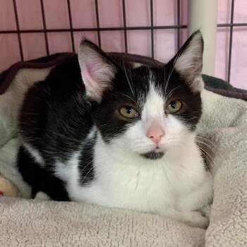 Rescue Domestic Short Hair Cats for Adoption in Cincinnati, Ohio - Huit | PetCurious