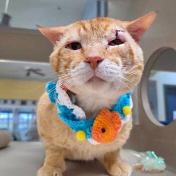 Stanley -  Domestic Short Hair Cat for Adoption in Webster, Texas - Stanley | PetCurious