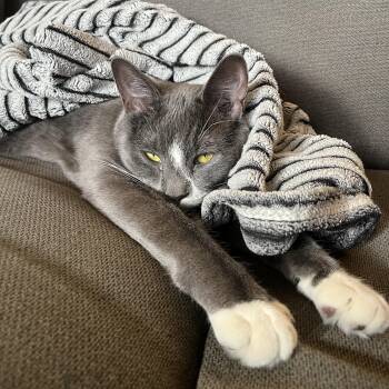 Domestic Short Hair Cats Available for Adoption - Smudge *MUST BE ADOPTED WITH MIDGE* | PetCurious