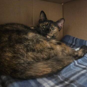 Twilight -  Domestic Short Hair Cat for Adoption in Ballston Spa, New York - Twilight | PetCurious