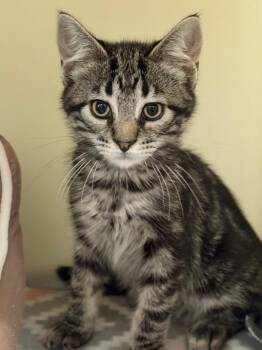 Dunn -  Domestic Short Hair Cat for Adoption in Menomonie, Wisconsin - Dunn | PetCurious