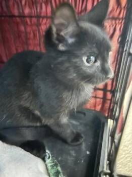 Doug -  Domestic Short Hair Cat for Adoption in Palm Coast, Florida - Doug | PetCurious