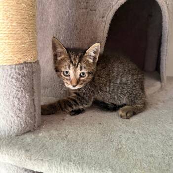 Jasper 2026-310 -  Domestic Short Hair and Manx Cat for Adoption in Winder, Georgia - Jasper 2026-310 | PetCurious