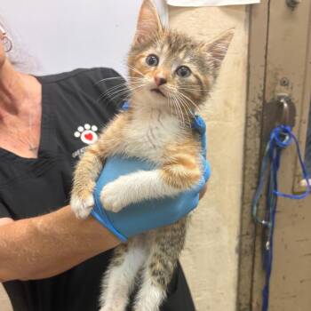 Myrna -  Domestic Short Hair Cat for Adoption in Birmingham, Alabama - Myrna | PetCurious