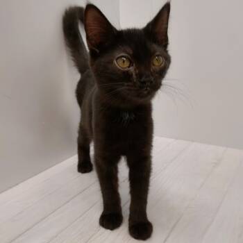 Rescue Domestic Medium Hair Cats for Adoption in Dayton, Ohio - Oakland | PetCurious