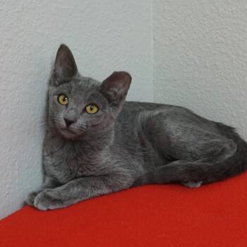 Patty -  Domestic Short Hair Cat for Adoption in Fountain Hills, Arizona - Patty | PetCurious