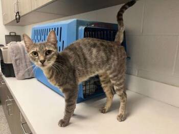 2 Toots And A Horn -  Domestic Short Hair Cat for Adoption in Kansas City, Missouri - 2 Toots And A Horn | PetCurious