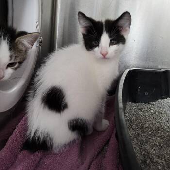 Dragon -  Domestic Short Hair Cat for Adoption in Walker, Michigan - Dragon | PetCurious