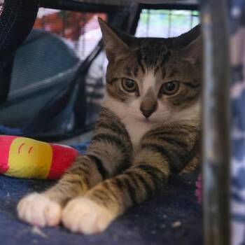 Toby -  Domestic Short Hair Cat for Adoption in Wilmington, North Carolina - Toby | PetCurious