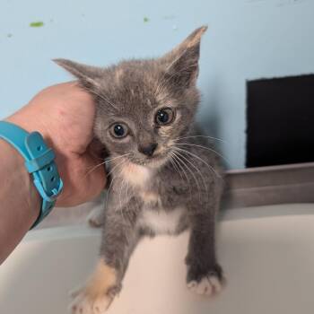 Domestic Medium Hair Cats Available for Adoption in Jefferson City, Tennessee - CAJC-Stray-173743_2 | PetCurious