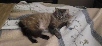 Domestic Long Hair Cats Available for Adoption - Prissy | PetCurious