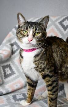 Domestic Short Hair Cats Available for Adoption in Yakima, Washington - Priscilla | PetCurious