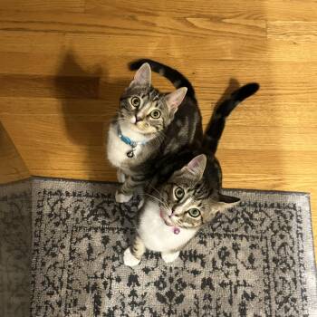 Domestic Short Hair Cats Available for Adoption in Canton, Massachusetts - McKenzie & Harper  | PetCurious