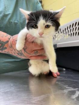 Rosie Bean -  Domestic Medium Hair Cat for Adoption in Crossville, Tennessee - Rosie Bean | PetCurious