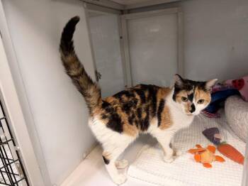 Domestic Short Hair Cats Available for Adoption in Raleigh, North Carolina - Ferrah | PetCurious